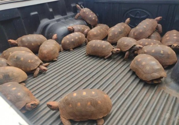 Homem � multado em R$ 12 mil por manter 24 jabutis em cativeiro no interior de SP