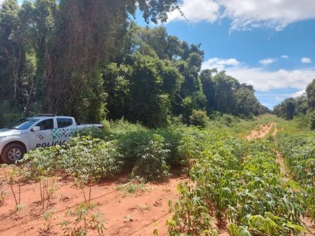 Homem é multado em mais de R$ 11 mil pelo corte de vegetação nativa para plantio de mandioca, em Rancharia