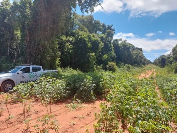 Homem  multado em mais de R$ 11 mil pelo corte de vegetao nativa para plantio de mandioca, em Rancharia