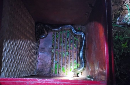 Corpo de Bombeiros de Osvaldo Cruz resgata filhote de sucuri em área urbana de Salmourão 