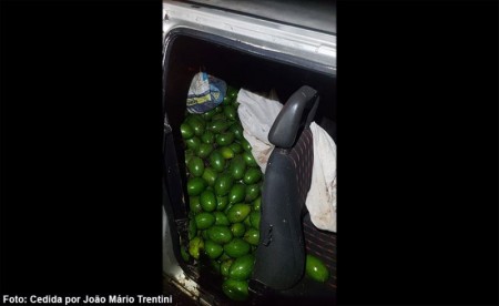 PM apreende veículo com 300 quilos de abacates furtados em Arco-Íris