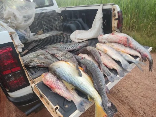 Em fiscalizao na piracema, Polcia Ambiental apreende mais de 70kg de peixes no Salto Botelho, em Luclia