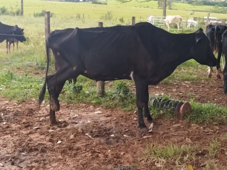 Polícia Ambiental autua homem em R$18 mil por maus tratos e morte de animais 