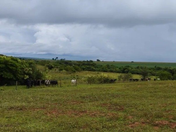 Com 40 bovinos em rea de reserva legal, mulher  multada em R$ 19,3 mil por pastoreio irregular em Piquerobi