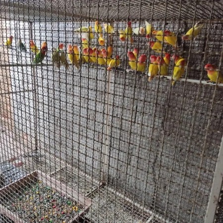 Criador de 77 aves exóticas sem documentação ambiental leva multa de R$ 17,4 mil em Presidente Prudente