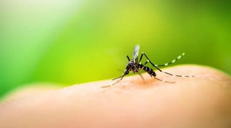 Prefeitura de Marília confirma primeiro caso importado de chikungunya em 2023