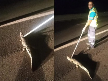 Dois jacarés são capturados em menos de 4 horas em Flórida Paulista