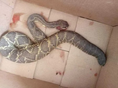 Mulher de 37 anos é hospitalizada após levar mordida de cobra cascavel em Regente Feijó