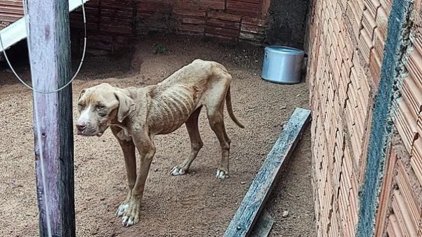 Homem � autuado em R$ 3 mil por maus-tratos a cachorro, em Martin�polis