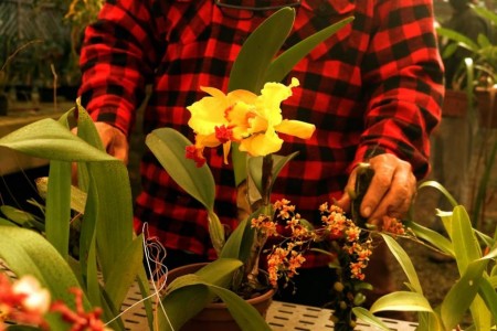 Secretaria de Agricultura e Meio Ambiente de OC, Aproc e Senar promovem curso de cultivo de orquídeas e de rosas