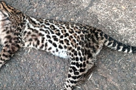Onça é encontrada morta às margens da SP-294, entre Inúbia Paulista e Osvaldo Cruz