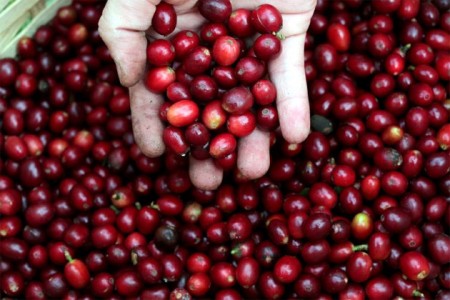 Amnap busca selo indicativo para café produzido na região