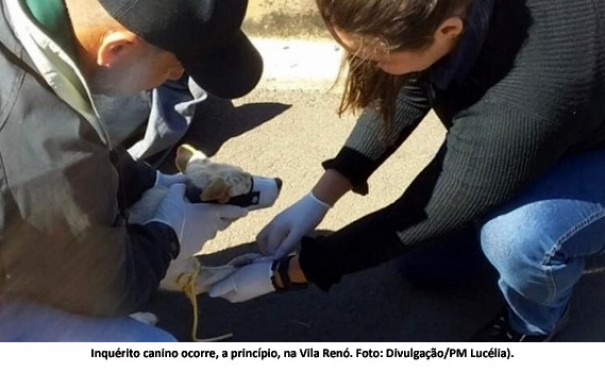 Zoonoses de Luc�lia inicia inqu�rito canino para diagnosticar leishmaniose visceral