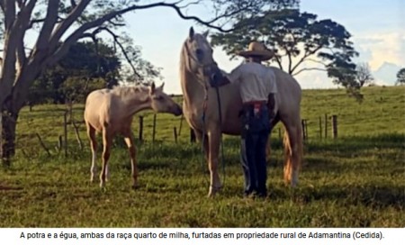 Égua prenha e potra quarto de milha são furtados de chácara em Adamantina