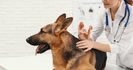 Parapuã promove vacinação antirrábica de cães e gatos