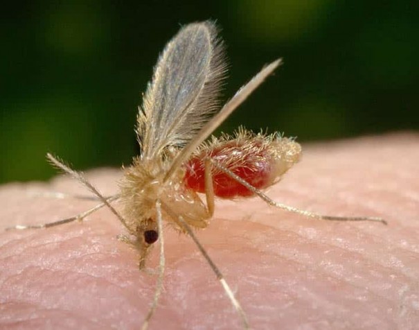 Alta no n�mero de casos de Leishmaniose em c�es preocupa veterin�rios em OC