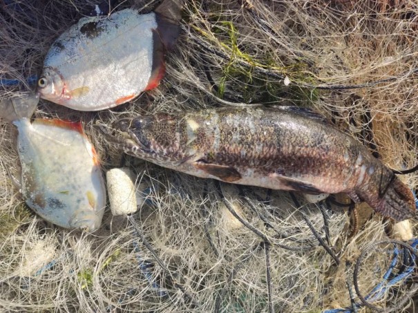 Pescadores amadores s�o multados em R$ 2 mil por uso de redes, no Rio Paran�, em Panorama