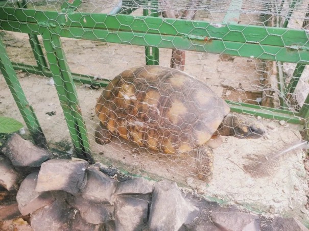 Homem � autuado em R$ 3,3 mil por manter jabuti e aves ex�ticas em cativeiro sem autoriza��o, em Luc�lia
