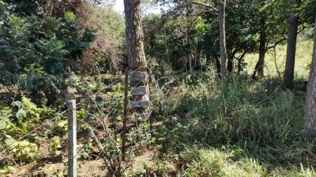 Assentado é multado em mais de R$ 8,7 mil por utilizar área de reserva ambiental ilegalmente, em Sandovalina