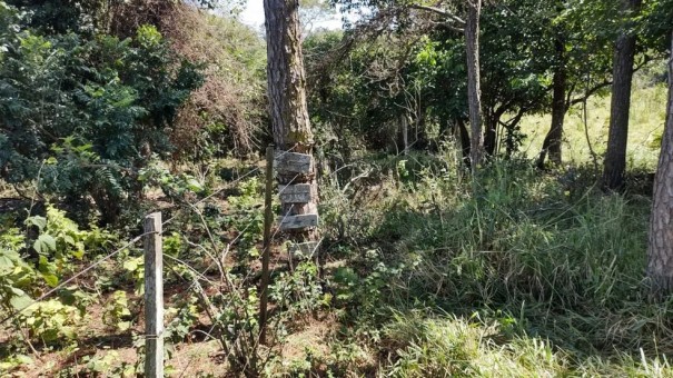 Assentado � multado em mais de R$ 8,7 mil por utilizar �rea de reserva ambiental ilegalmente, em Sandovalina