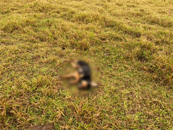 Jovem � preso suspeito de matar cachorro com golpe de faca em Mar�lia