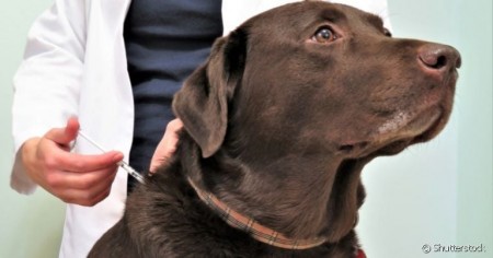 OC prepara nova etapa de vacinação contra a Raiva e coleta de exame de Leishmaniose