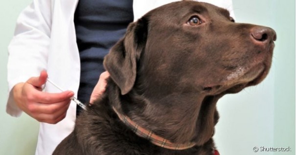 OC prepara nova etapa de vacina��o contra a Raiva e coleta de exame de Leishmaniose