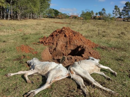 Proprietário rural é multado em R$ 48 mil por maus-tratos e morte de oito bois nelores, em Irapuru
