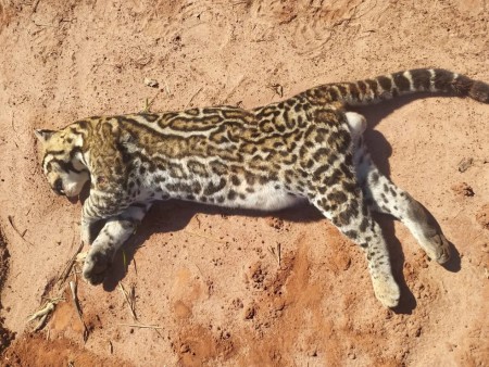 Ameaçada de extinção, jaguatirica morre atropelada na entrada do Balneário Municipal de Martinópolis