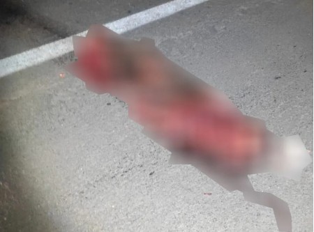 Carro atropela capivara e provoca engavetamento entre seis veículos na Rodovia Raposo Tavares