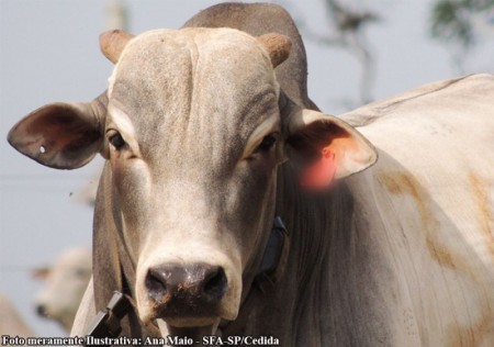 Distrito de Varpa, em Tupã, registra óbito de bovino por raiva
