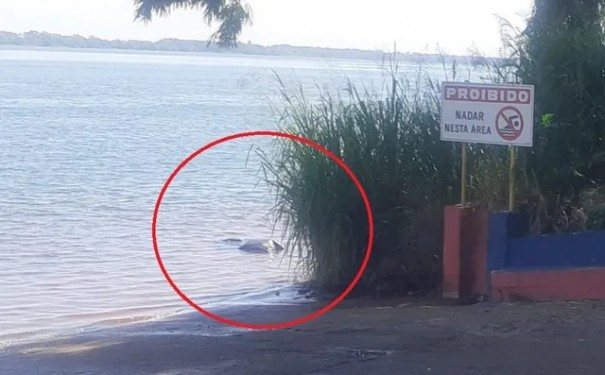 Corpo de homem � encontrado no Rio Paran�, em Paulic�ia