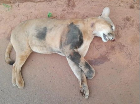 Onça-parda ameaçada de extinção morre atropelada na Rodovia Rodolfo Ribeiro de Castro