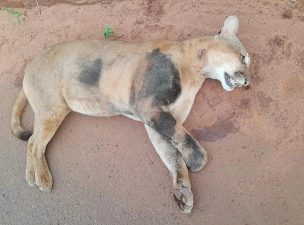 On�a-parda amea�ada de extin��o morre atropelada na Rodovia Rodolfo Ribeiro de Castro