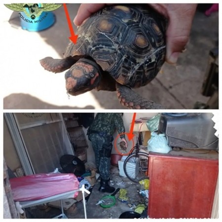 Mulher é multada em R$ 42,5 mil por maus-tratos a cães, gatos e jabuti em Penápolis