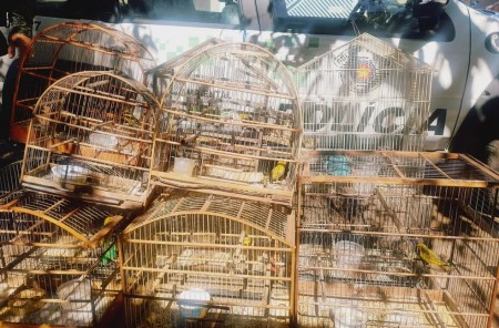 Polícia Ambiental flagra aves silvestres aprisionadas em gaiolas como armadilhas e idoso acaba multado em R$ 5,5 mil, em Dracena