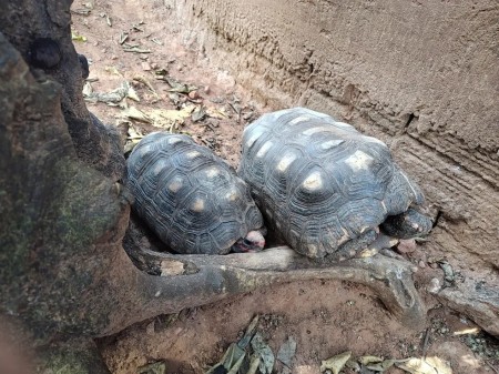 Moradora de Regente Feijó é autuada por manter jabutis em cativeiro e por danos em árvores na calçada de residência