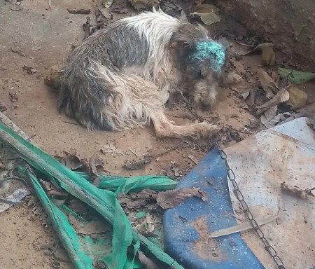 Polícia Ambiental resgata cachorro vítima de maus-tratos em chácara em Junqueirópolis