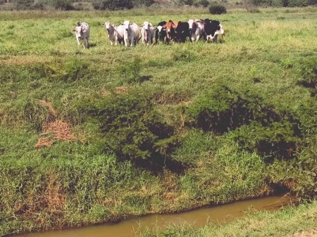 Sitiante leva multa de mais de R$ 24 mil por pastoreio de gado em Área de Preservação Permanente