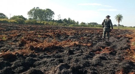 Assentada é autuada em R$ 1,1 mil por fazer uso de fogo em área de vegetação de mais de 1 hectare, em Rosana