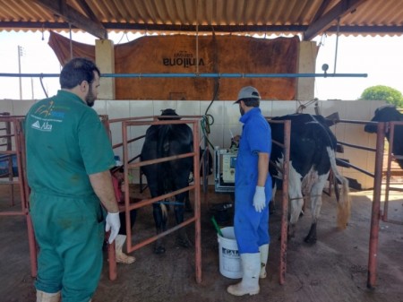 Dracena inicia projeto Pecuária Brasil com avaliação de 136 vacas leiteiras