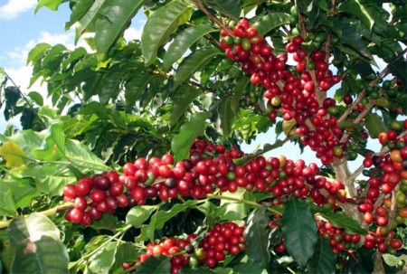 Pacaembu realiza 5° concurso de qualidade do café arábica da Nova Alta Nova Paulista