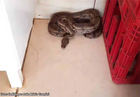 Corpo de bombeiros de Tupã captura jiboia no interior de residência