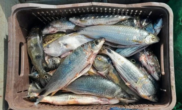 Fiscaliza��o intercepta pescadores em atividade irregular no lago da usina de Taquaru�u, no Rio Paranapanema