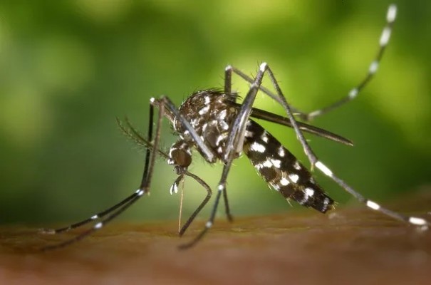 Luclia confirma terceira morte por dengue no municpio