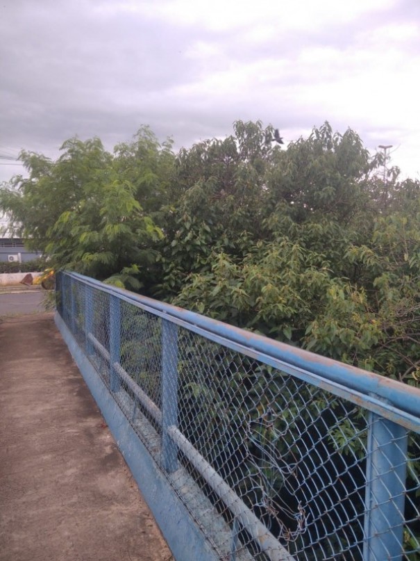 Voc� Rep�rter: Mun�cipe reclama da vegeta��o alta no viaduto da Avenida Estados Unidos em OC