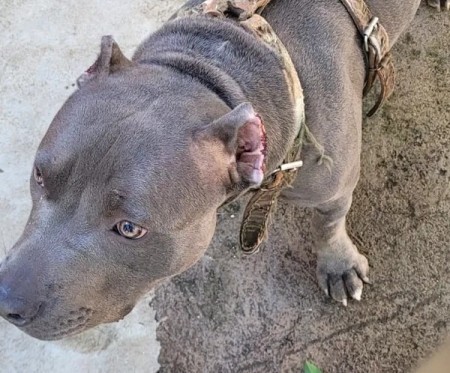 Homem é autuado em R$ 3 mil por mutilar orelhas de cachorro, em Teodoro Sampaio