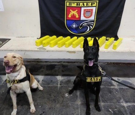 Cães farejadores localizam 8kg de maconha escondidos em mala e passageira acaba presa por tráfico internacional de drogas, em Pirapozinho