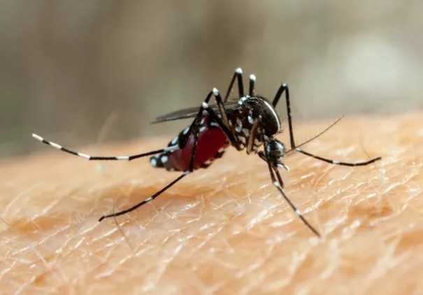 Criana de 7 anos morre com suspeita de dengue em Junqueirpolis