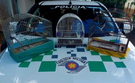 Pela segunda vez, homem é multado por manter pássaros silvestres nativos em cativeiro, em Presidente Prudente